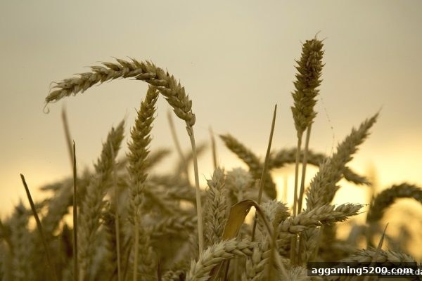 亚洲博彩网站详解：注册赠送游戏币背后的秘密
